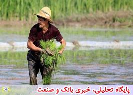 مزایای طرح قیمت تضمینی برنج برای کشاورزان